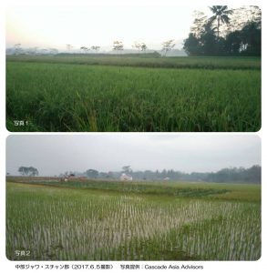 雨季米と乾季米